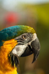 Side portrait of a Blue and Gold Macaw (Ara ararauna).