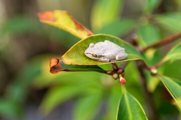An invasive white Cuban Treefrog resting on a Florida Red Anise leaf, Florida, USA. 