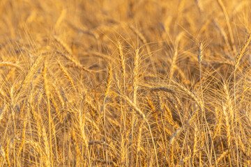 detailed view of an agricultural field of wheat cultivation ripe in summer, background for agricultural concept