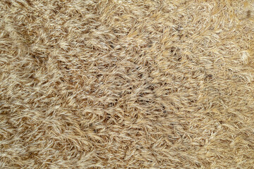 overhead drone aerial view of an agricultural field of wheat cultivation ripe in summer time, background for agriculture concept
