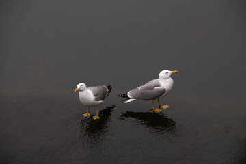 Gaviotas