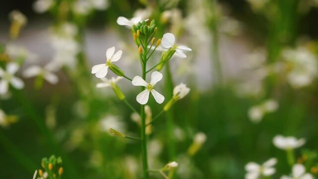 Thale cress or Arabidopsis thaliana flower swaying in the wind 
