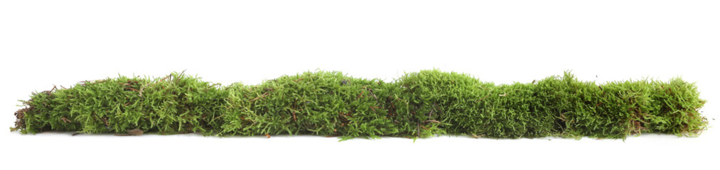 Piece of forest floor with moss isolated on white background. Border of fresh green forest vegetations.