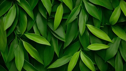 Obraz premium Lush Green Leaf Background: A close-up shot of vibrant green leaves, creating a mesmerizing texture and a sense of lush tranquility, perfect for a natural and fresh backdrop.