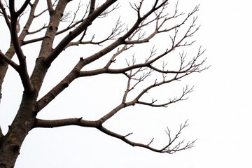 Intricate network of bare branches isolated on white , photography, isolated