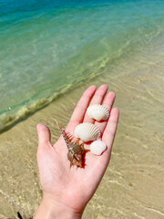 Handful of Seashells on a Tropical Beach – Ocean Treasures in Paradise

