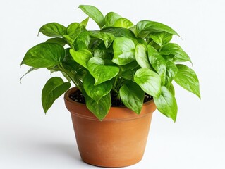 Popular houseplant with vibrant green leaves in pot