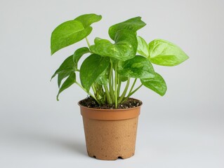 Fototapeta premium Indoor plant with vibrant green leaves in a simple pot