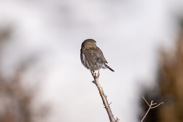 Pygmy owl in the winter in a branch