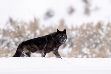 Black wolf staring at the camera as he walks through snow
