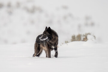 Obraz premium Wolf walking through snow drifts