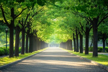 Obraz premium Serene Pathway: A Sunlit Stroll Through Lush Greenery