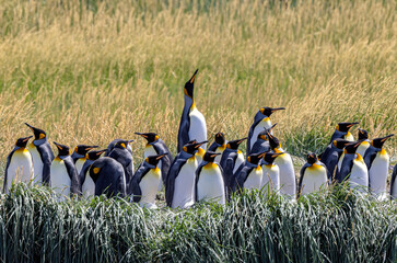Kingpenguins in the grass