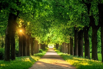 Obraz premium Sunlit Path Through a Lush Green Tree-Lined Avenue