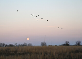 Full Moon and Geese