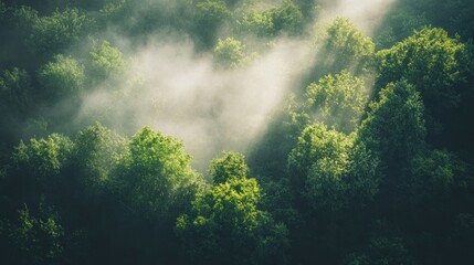 Misty Morning Sunlight Through Lush Green Forest Canopy