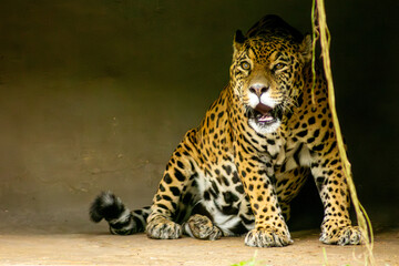 A onça-pintada é o maior felino das Américas, o terceiro maior felino do mundo, é um animal carnívoro que chaga a pesar até 100 quilos. 