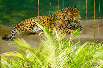 A onça-pintada é o maior felino das Américas, o terceiro maior felino do mundo, é um animal carnívoro que chaga a pesar até 100 quilos. 