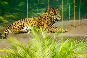 A onça-pintada é o maior felino das Américas, o terceiro maior felino do mundo, é um animal carnívoro que chaga a pesar até 100 quilos. 