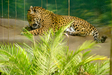 A onça-pintada é o maior felino das Américas, o terceiro maior felino do mundo, é um animal carnívoro que chaga a pesar até 100 quilos. 