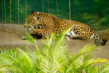 A onça-pintada é o maior felino das Américas, o terceiro maior felino do mundo, é um animal carnívoro que chaga a pesar até 100 quilos. 