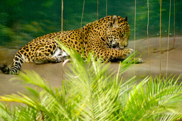 A onça-pintada é o maior felino das Américas, o terceiro maior felino do mundo, é um animal carnívoro que chaga a pesar até 100 quilos. 
