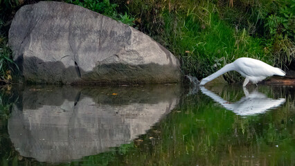 A close-up of an egret focused on catching prey, blending into the earthy tones of its natural habitat.