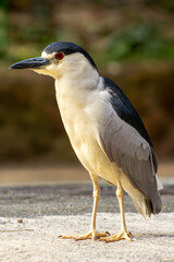 Garça-real, Ave de cor branca e preta e olho vermelho. 