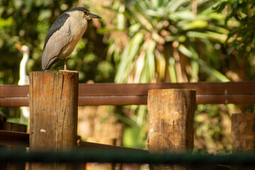 Ave empoleirada em tronco de madeira.  © Luiz Leite