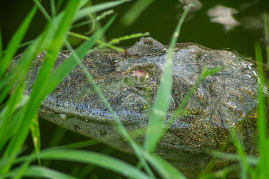 Olho de jacar&eacute; no meio folhas verdes de capim. 