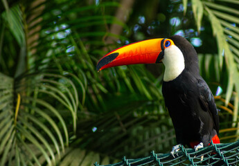 Fototapeta premium Tucanos são aves que vivem nas florestas tropicais da América Central e América do Sul. 