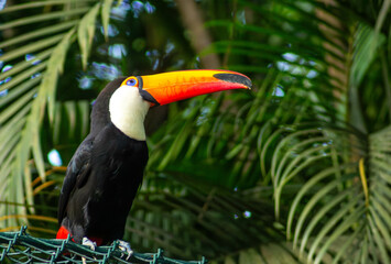 Tucanos são aves que vivem nas florestas tropicais da América Central e América do Sul. 