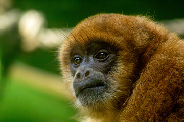 O muriqui-do-sul, também chamado simplesmente de mono-carvoeiro ou muriqui.