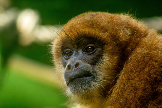 O muriqui-do-sul, tamb&eacute;m chamado simplesmente de mono-carvoeiro ou muriqui.