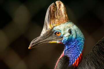 O casuar é uma ave do grupo das aves ratitas de grande porte, nativas do nordeste da Austrália, Nova Guiné e ilhas circundantes.