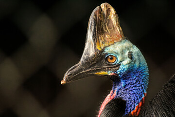 O casuar é uma ave do grupo das aves ratitas de grande porte, nativas do nordeste da Austrália, Nova Guiné e ilhas circundantes.