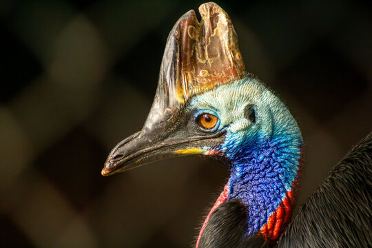 O casuar &eacute; uma ave do grupo das aves ratitas de grande porte, nativas do nordeste da Austr&aacute;lia, Nova Guin&eacute; e ilhas circundantes.