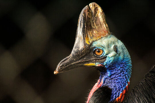 O casuar &eacute; uma ave do grupo das aves ratitas de grande porte, nativas do nordeste da Austr&aacute;lia, Nova Guin&eacute; e ilhas circundantes.