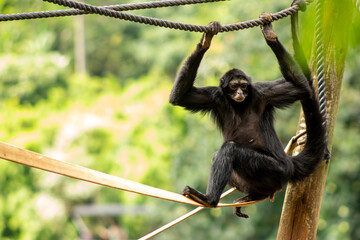 Macaco-aranha-de-cara-preta fazendo acrobacias em cordas. 