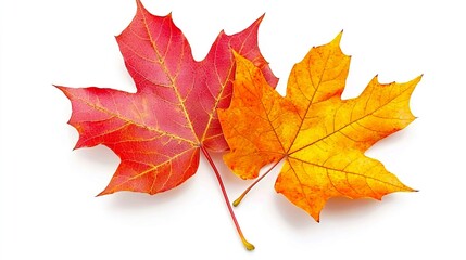 Obraz premium Vibrant Red and Yellow Autumn Leaves Isolated on White Background