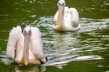 Pelicano é uma ave aquática grande, reconhecida por sua característica bolsa na garganta, que é...