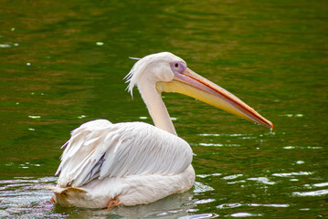 Pelicano &eacute; uma ave aqu&aacute;tica grande, reconhecida por sua caracter&iacute;stica bolsa na garganta, que &eacute; usada para armazenar comida.