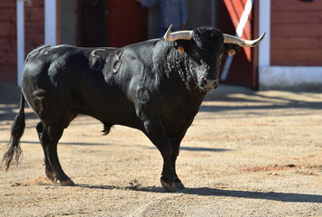 a brave bull in a traditional spectacle of bullfight in spain