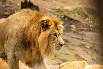 Leão com grande juba dourada, mamífero carnívoro considerado o rei da selva.   