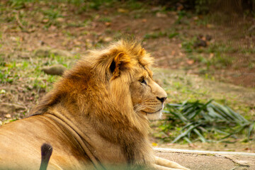 Leão com grande juba dourada, mamífero carnívoro considerado o rei da selva.   
