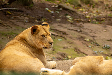 Naklejka premium Leoas tomando banho de sol. 