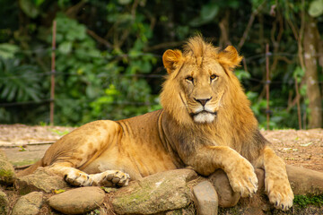 Obraz premium Leão com grande juba dourada, mamífero carnívoro considerado o rei da selva. 