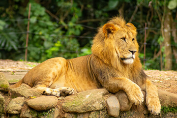 Leão com grande juba dourada, mamífero carnívoro considerado o rei da selva.   
