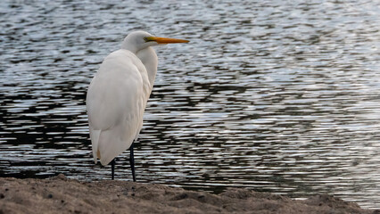 An egret standing and watching alone
