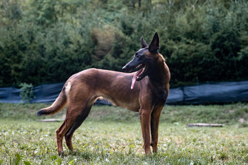 Beautiful purebred female belgian malinois shepherd dog standing in green nature